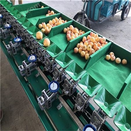 昭通苹果分拣机  适用于多种果蔬重量分级
