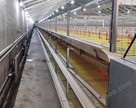 框架式肉鸡笼养设备生产厂家