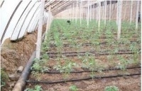 新型大棚节水灌溉产品-微灌
