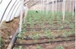 新型大棚节水灌溉产品-微灌