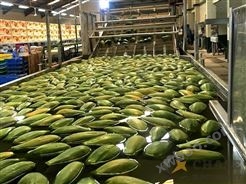 木瓜加工生产线