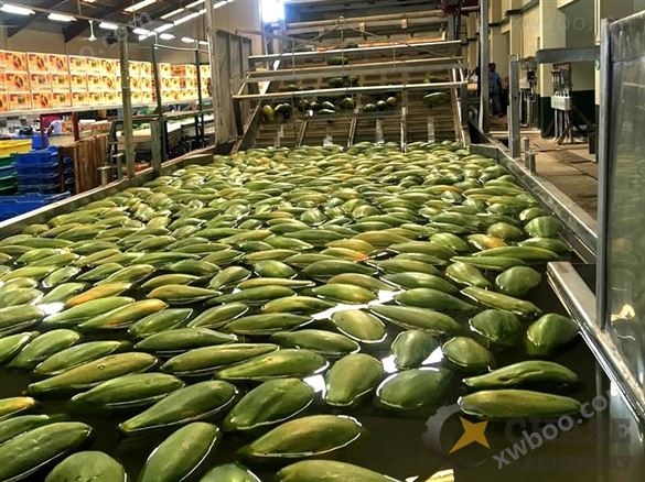 木瓜加工生产线